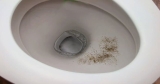 Black Mold in Toilet – Is It Dangerous and How to Remove It?